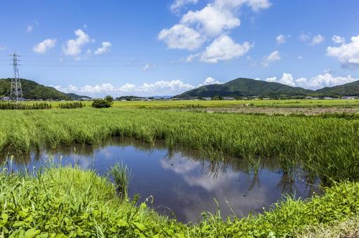 水田12(田原市) 水田12(田原市) 田,稲作,水田の写真素材