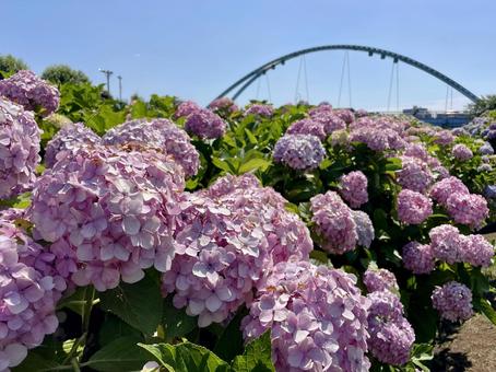ふれあい橋とアジサイ(紫陽花) ふれあい橋とアジサイ(紫陽花) アジサイ,紫陽花,ふれあい橋の写真素材