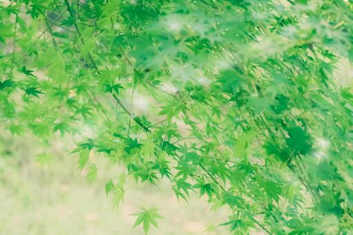 青もみじ 青もみじの写真