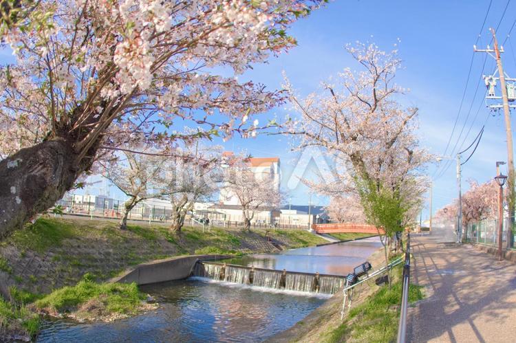 [愛知県]丹羽郡大口町の五条川の桜並木 桜,桜並木,菜の花の写真素材