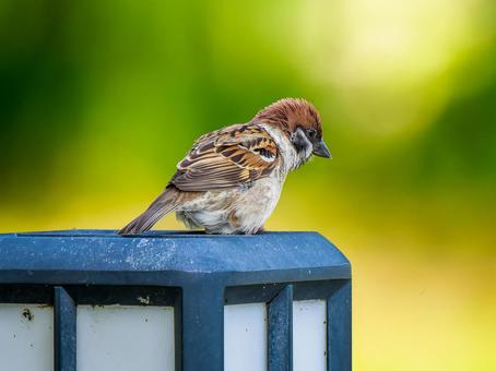 手すりにとまるスズメ 手すりにとまるスズメ スズメ,雀,鳥の写真素材