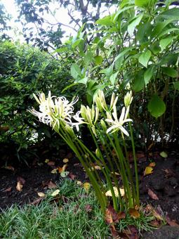 花壇で少し傾き加減に咲き始めたヒガンバナ ヒガンバナ,花,植物の写真素材