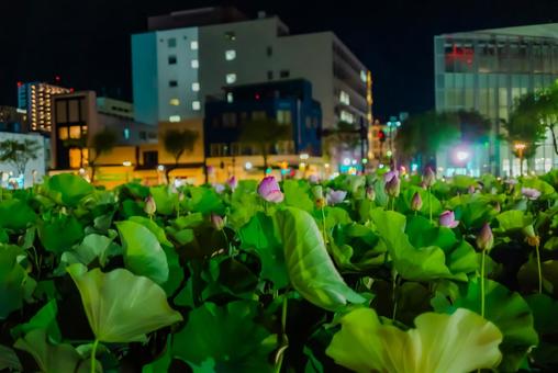 【秋田】夜の千秋公園 蓮の花 2025 【秋田】夜の千秋公園 蓮の花 2025 千秋公園,公園,秋田の写真素材
