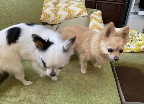 犬 犬の写真