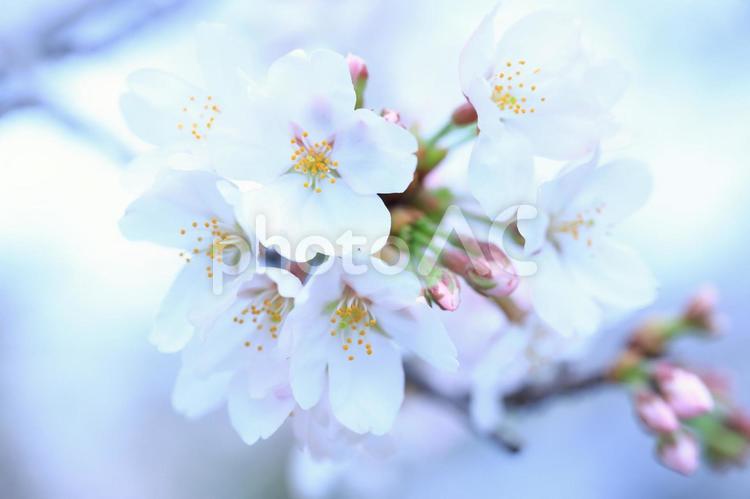 桜　さくら 桜,さくら,サクラの写真素材