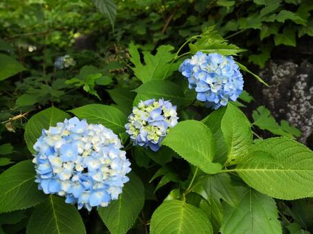 アジサイ アジサイの写真