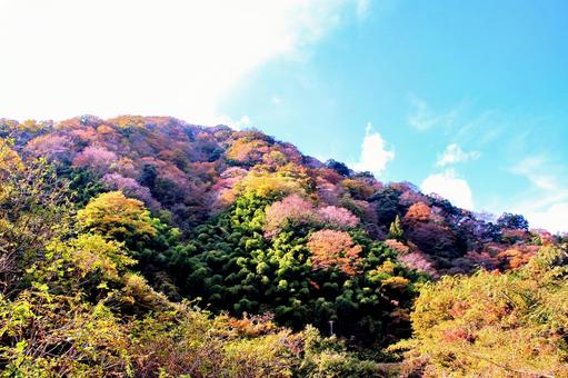 山の紅葉 山の紅葉の写真