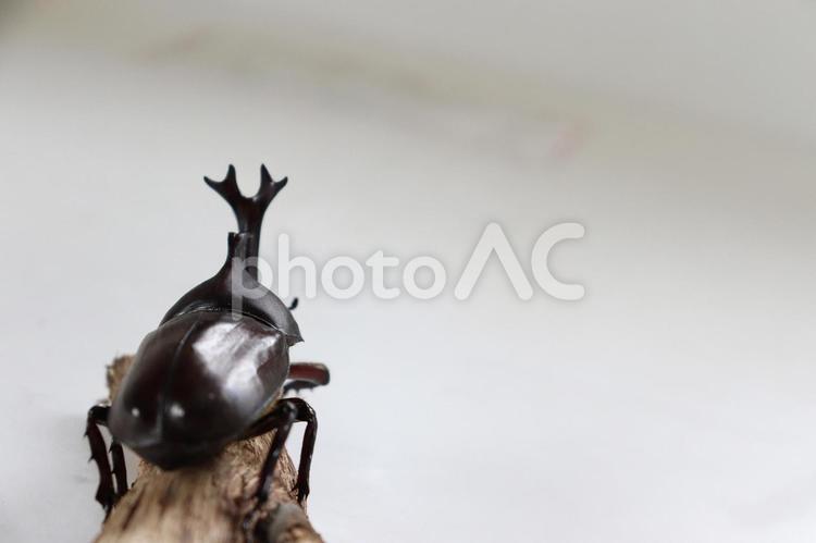 遠くを見てるカブトムシ カブトムシ,昆虫,夏の写真素材