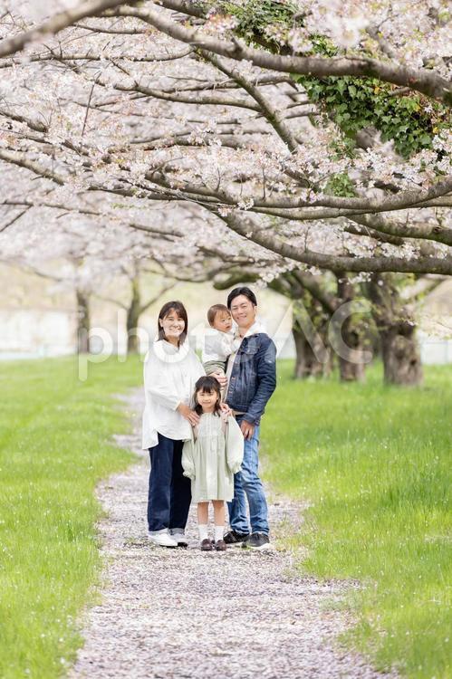桜の咲く公園を歩く家族 桜,人物,男性の写真素材