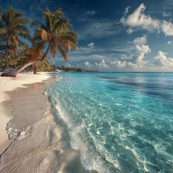 ヤシの木が揺れる穏やかな波打ち際の写真