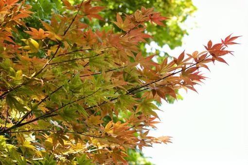 紅葉 紅葉 植物,木,樹木の写真素材