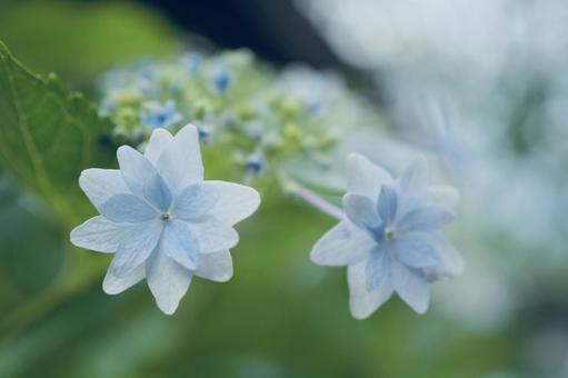 紫陽花 紫陽花の写真