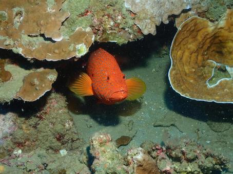 小笠原のユカタハタ 小笠原のユカタハタ ユカタハタ,ハタ,小笠原の写真素材