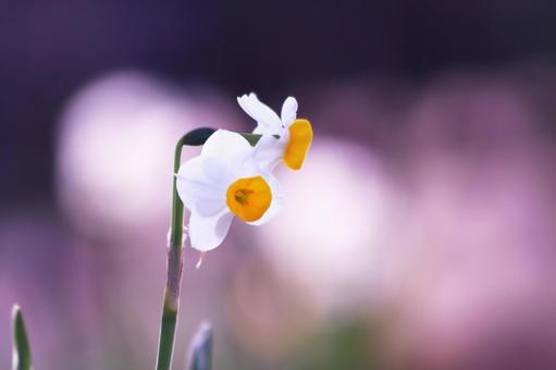 美しい背景と白い水仙の花 美しい背景と白い水仙の花 花,スイセン,植物の写真素材