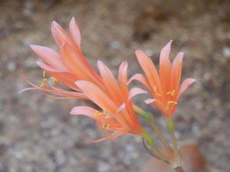 【花の写真】庭に咲くキツネノカミソリ 【花の写真】庭に咲くキツネノカミソリの写真
