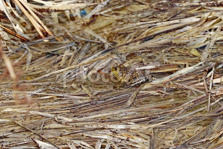 分かるかな？茶色のカエル カエル,茶色,蛙の写真素材
