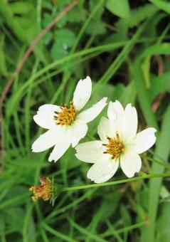 ウインターコスモス ウインターコスモス,花,ビデンスの写真素材