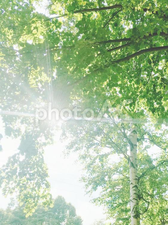 木漏れ日 木漏れ日,日差し,陽射しの写真素材