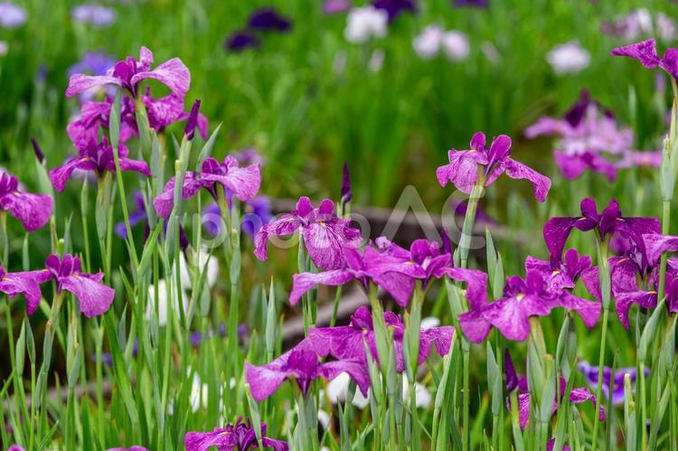 堀切菖蒲園に咲く花菖蒲2 菖蒲,花菖蒲,堀切菖蒲園の写真素材