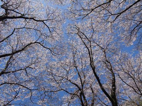 四月の桜-30 四月の桜-30 四月,桜,花びらの写真素材