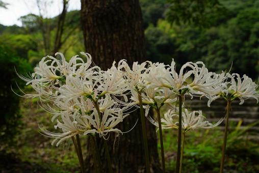 曼殊沙華 曼殊沙華 彼岸花,植物,花の写真素材