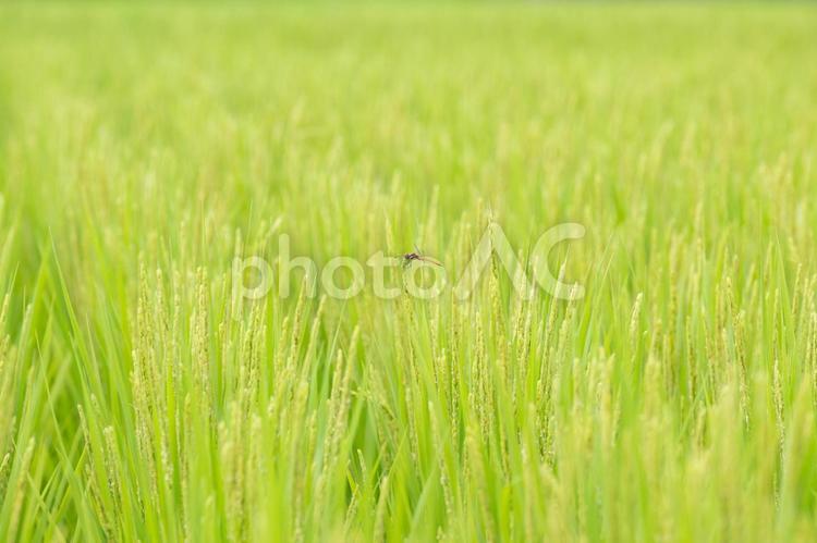 稲に止まる赤とんぼ 稲,稲穂,とんぼの写真素材