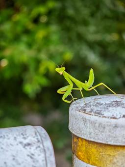 緑のカマキリのクローズアップ カマキリ,昆虫,虫の写真素材