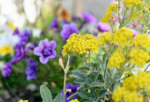 Alyssum and Calibrachoa, JPG Alyssum and Calibrachoa, JPG