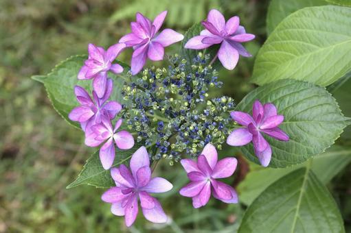 Hydrangea macrophylla, JPG
