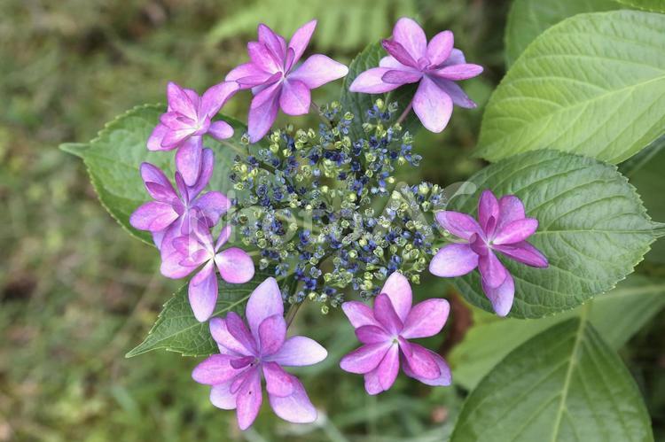 ガクアジサイ 植物,花,紫陽花の写真素材