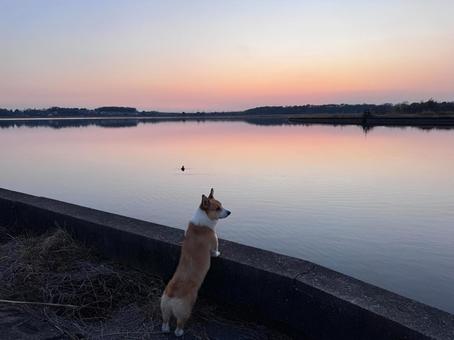 Corgi, JPG