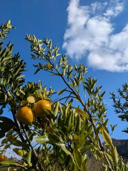 空とみかんの木 空,晴れ,晴天の写真素材