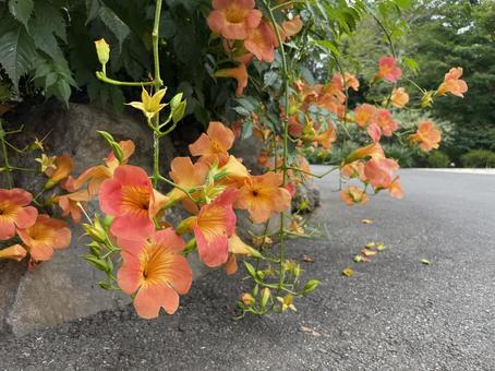 ノウゼンカズラ ノウゼンカズラの写真