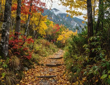 秋の山道5 秋の山道5の写真