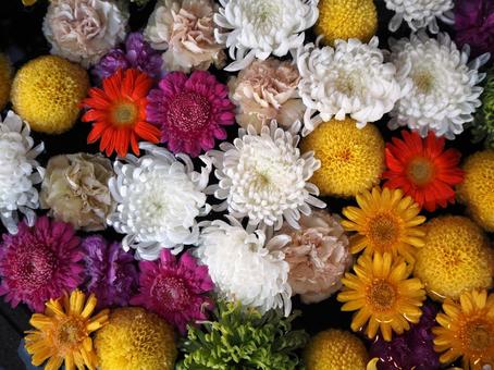 花 ベゴニア,菊,マリーゴールドの写真素材