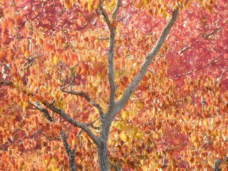 【紅葉写真】美しい紅葉 紅葉,自然,風景の写真素材