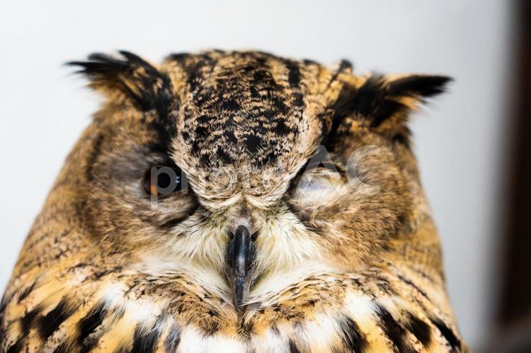 フクロウ(ミミズク)の顔 ワシミミズク,フクロウ,ミミズクの写真素材