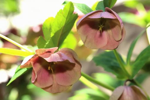 クリスマスローズの花の写真