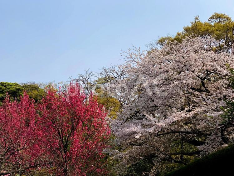 梅と桜 桜,サクラ,さくらの写真素材