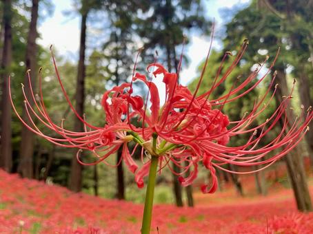 ヒガンバナ(彼岸花) ヒガンバナ(彼岸花)の写真