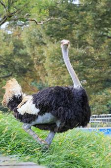 ダチョウ ダチョウ ダチョウ,アフリカ,サバンナの写真素材