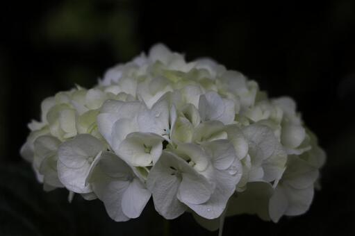 陰影のある白い西洋アジサイ アジサイ,白,清楚の写真素材