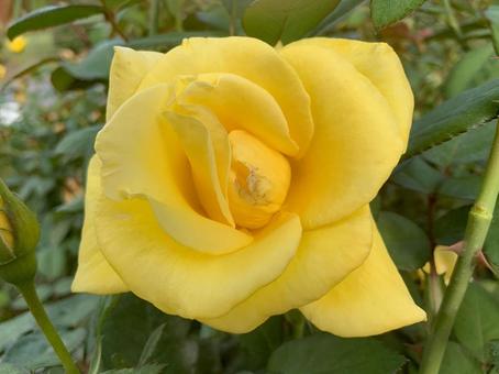 バラ　薔薇　花 バラ,薔薇,花の写真素材