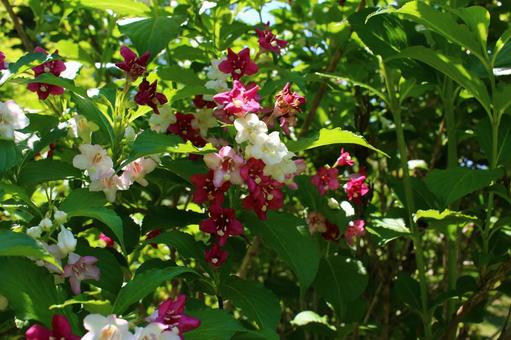 照片, 五月的花, utsugi, 公園, 