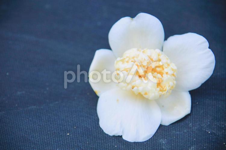 落ちた白い椿 椿,白い,花の写真素材