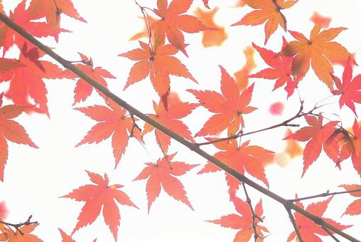 モミジの紅葉 色づいた葉っぱ イメージ素材 モミジの紅葉 色づいた葉っぱ イメージ素材の写真