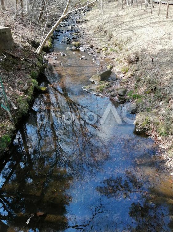 雑木林の中の小川 雑木林,小川,青空の写真素材