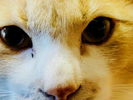 猫 超アップ 猫 超アップ 猫,可愛い,猫のアップの写真素材