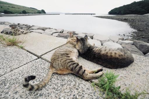 海と野良猫達 猫,ネコ,ねこの写真素材