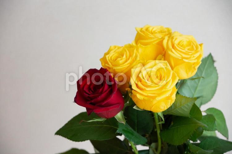 黄色と赤のばら ばら,薔薇,フラワーの写真素材